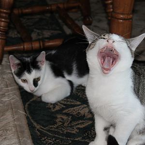 Picture of the Month Contest: Cats Showing Their Teeth - February 2013