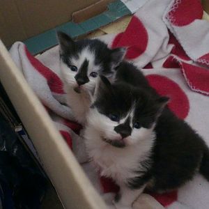 Two healthy kittens