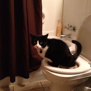 Toilet training cats, but one keeps using various sinks instead of toilet!