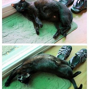 Another my cat is pregnant story:)