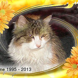 Jasmine - Older Cat - 17 yrs old