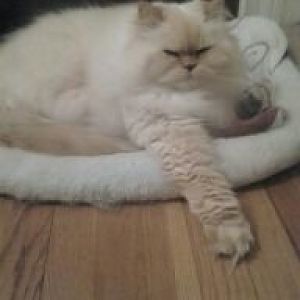 Questions about my sick 13 year old Himalayan