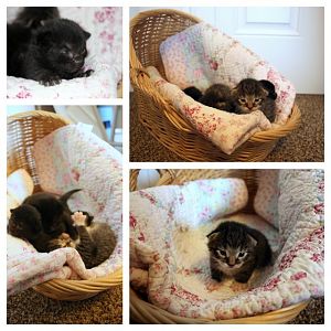 Update on Shilo's kittens :)
