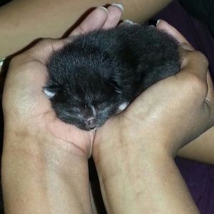 Semi Feral Mom and new born kittens. Help!