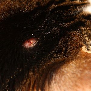 cat skin sores ( WARNING GRAPHIC IMAGES)