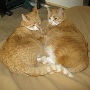 March Picture of the Month Contest: Cats from Behind