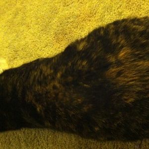 How far along is my cat? (Sally)