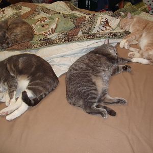 Hi, All four cats on the bed.