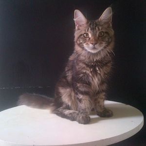 Buying Maine Coon kitten: what to look for?