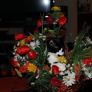 Cats and Flowers!