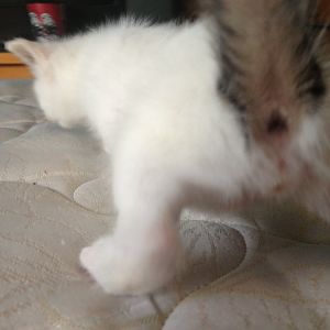 Nala's kittens at 4 weeks, and gender help:)