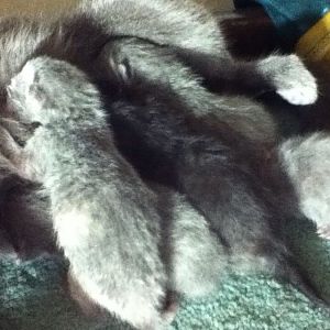 Lyla and her Kittens