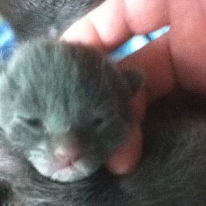 Update on kittens