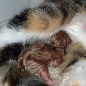 help w/ vry preg kitty! MINE AND MY CATS FIRST LITTER!!!
