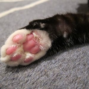 crust on cat's paw?