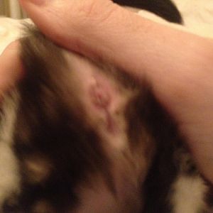 Need Help Sexing 3 Kittens