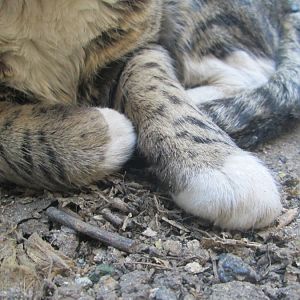 What about the Kitty Toes idea?