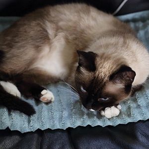 Rescued Snowshoe...is she pregnant?