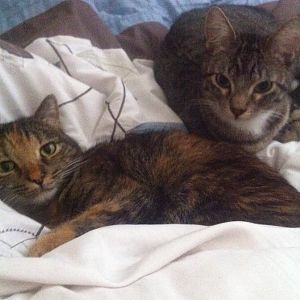 Resident cat and new kitten: Good or bad?