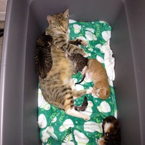 Young mother leaving baby kittens. Help!!