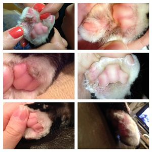 non-healing paw infection/inflammation