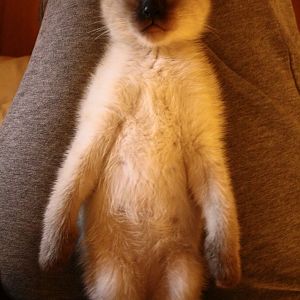 Are my Siamese cat's testicles normal or is he a hermaphrodite?