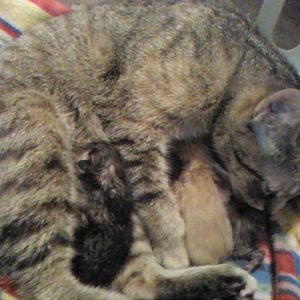 "Kitty" had her kittens this afternoon!