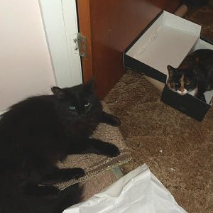 Introducing my cats, Evie and Shadow