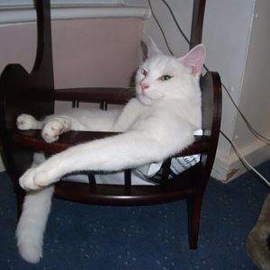Post your white cats here