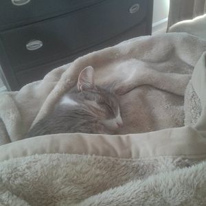 Please help dying 1 year old cat
