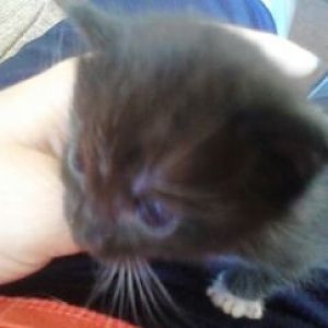 getting a kitten in 4 weeks excited but need advice