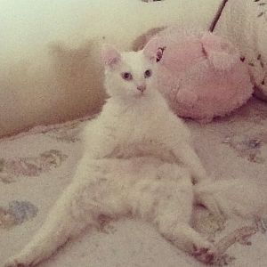 Is my cat albino?