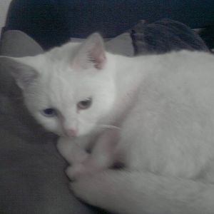 can anybody help me an tell me if my cat is turkish angora. she has the one blue eye and one amber. can sum1 help.