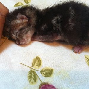 Advice greatly needed, low birth weight kittens