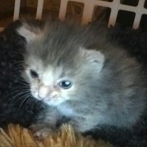 rescued at 3 days old  and now 4wks least,WONT GO BATHROOM!!!HELP