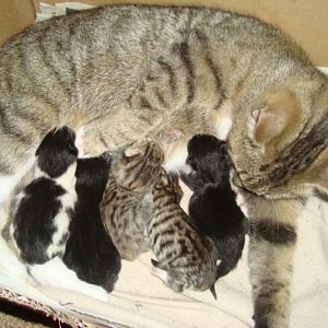 Kayfur had her Kittens