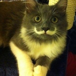 Mustachioed Cat!