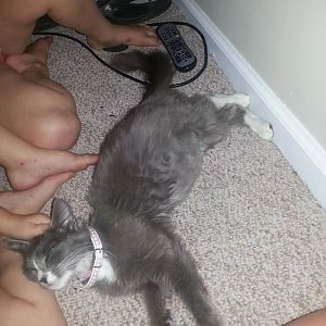 i need help my cat is pregnant