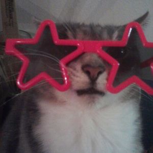 July Picture of the Month Contest: Cats with Sunglasses