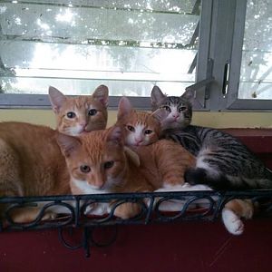 Pictures of my feral rescue kittens