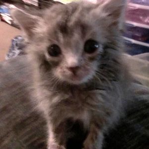 Kitten Emergency Please Help