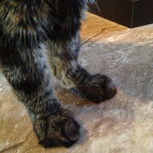 Cat's right paw sunken, picture inside - what could it be?