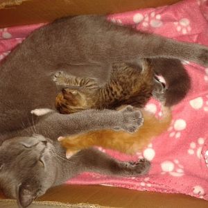Newborn kitten will not nurse