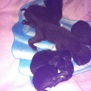 Fostering kittens please help