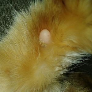 *picture*  can anyone identify if this is a skin issue?