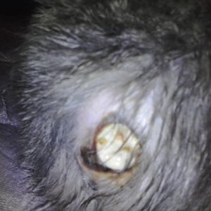 kitten shot with bb gun infected gangrene possibly WARNING GRAPHIC PICS