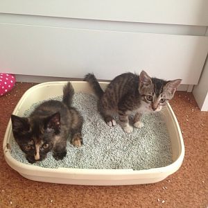 Kittens interested when I clean litter box?