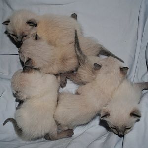 HELP! two week old kittens losing weight WITH nursing momcat