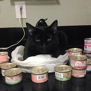 August Picture of  the Month Contest: Dining Cats