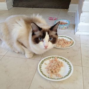 Ragdoll kittens suddenly not eating!!  Help!